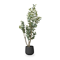 Eucalyptus Tree in Pot from Roseland Furniture