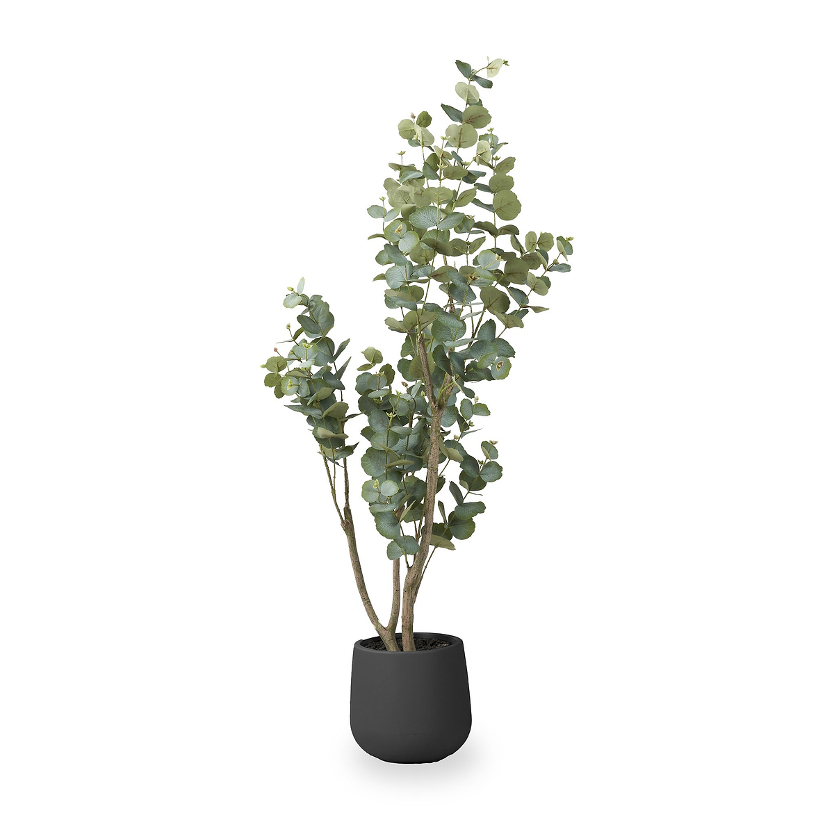 Eucalyptus Tree in Pot from Roseland Furniture