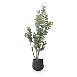 Eucalyptus Tree in Pot from Roseland Furniture