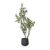 Eucalyptus Tree in Pot from Roseland Furniture