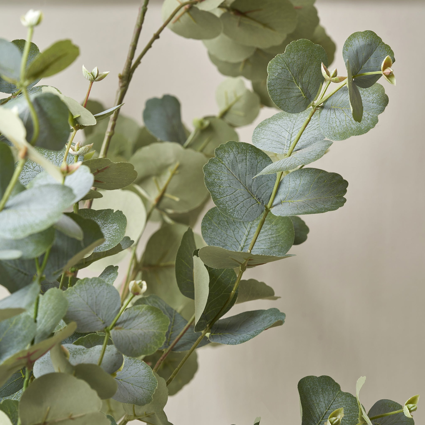 Eucalyptus Tree in Pot Large from Roseland Furniture