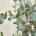 Eucalyptus Tree in Pot Large from Roseland Furniture