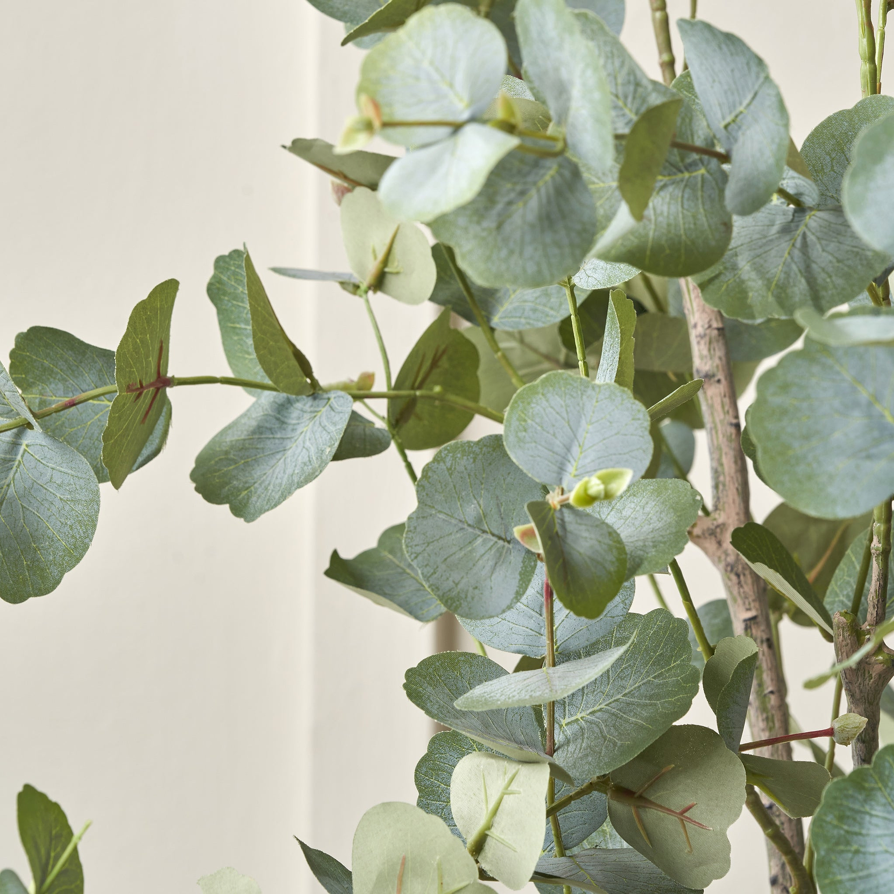 Eucalyptus Tree in Pot Large from Roseland Furniture