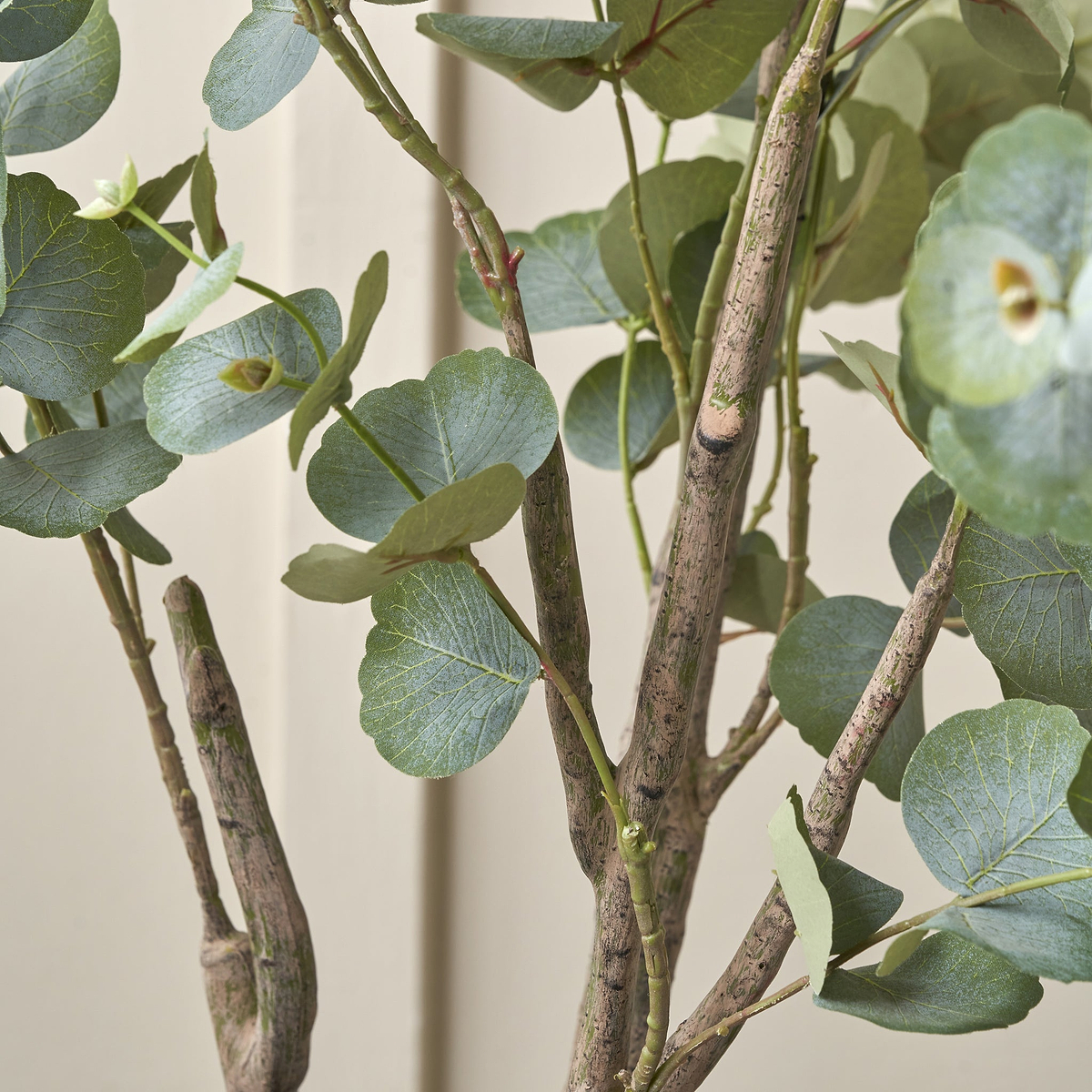 Eucalyptus Tree in Pot Large from Roseland Furniture
