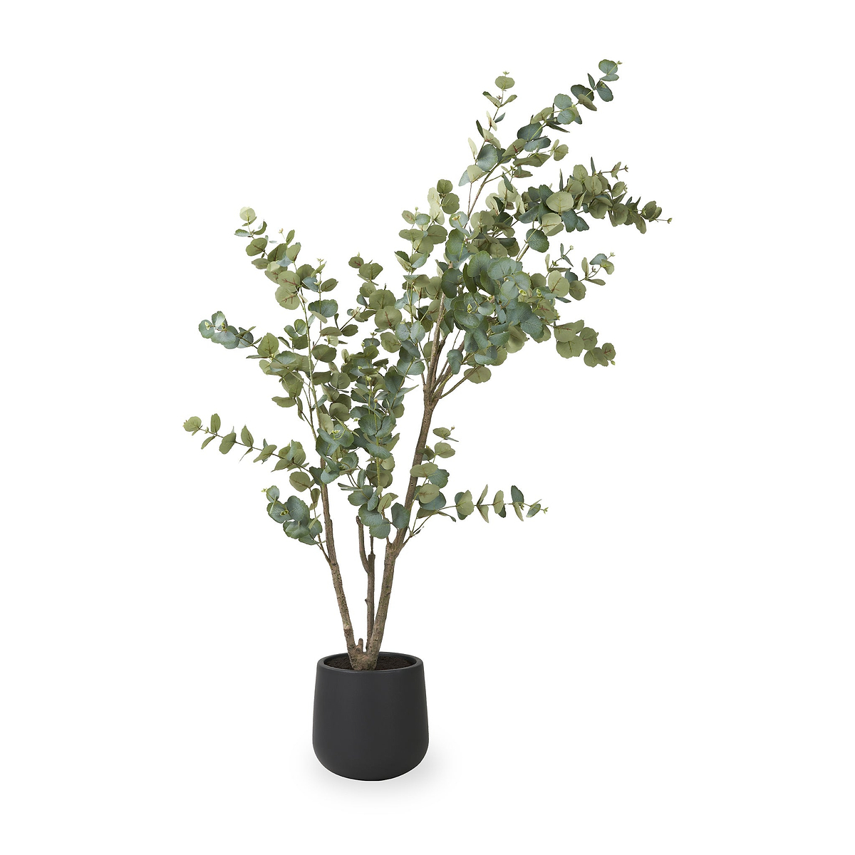 Eucalyptus Tree in Pot Large from Roseland Furniture
