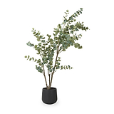 Eucalyptus Tree in Pot Large from Roseland Furniture