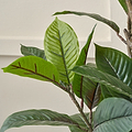 Magnolia Tree in Pot from Roseland Furniture