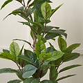 Magnolia Tree in Pot from Roseland Furniture