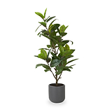 Magnolia Tree in Pot from Roseland Furniture