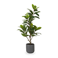 Magnolia Tree in Pot from Roseland Furniture