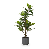Magnolia Tree in Pot from Roseland Furniture