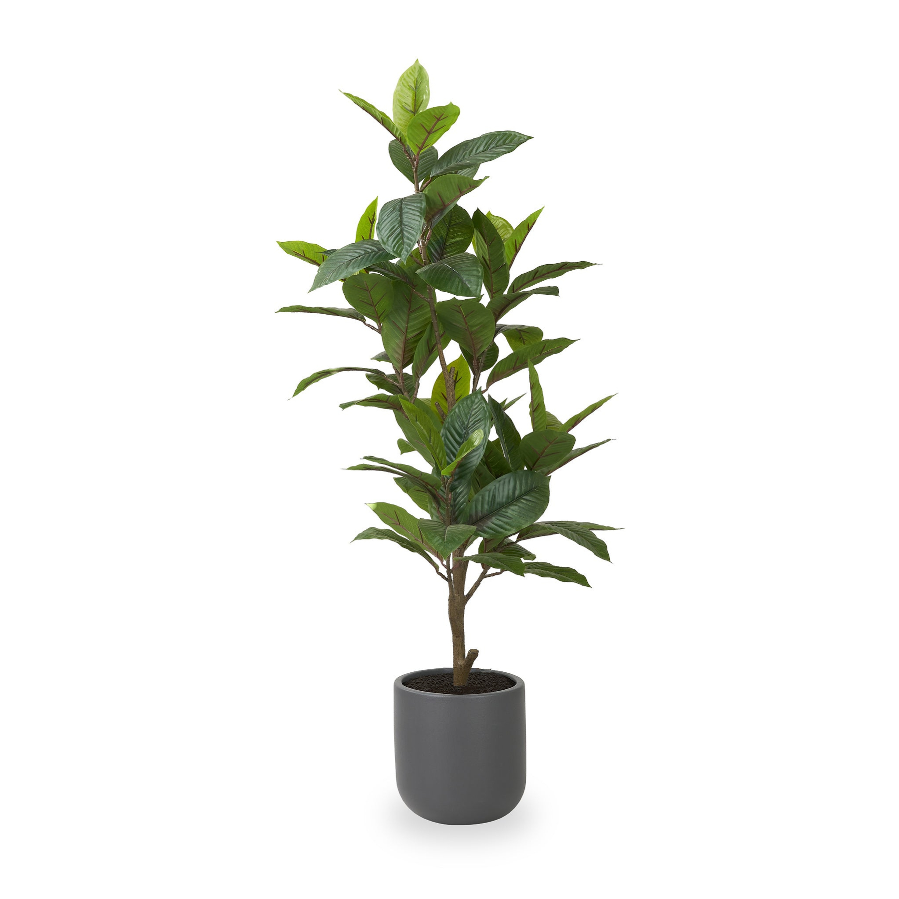 Magnolia Tree in Pot from Roseland Furniture
