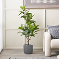 Magnolia Tree in Pot from Roseland Furniture