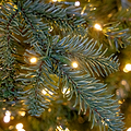 EATON FIR 7.5ft Tree WWLED from Roseland Furniture