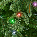 FLORENCE FIR 7.5ft Tree LED from Roseland Furniture