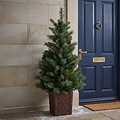HAZELNUT PINE Porch Tree 4ft Potted from Roseland Furniture