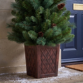 HAZELNUT PINE Porch Tree 4ft Potted from Roseland Furniture