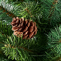 HAZELNUT PINE Porch Tree 4ft Potted from Roseland Furniture