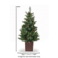 HAZELNUT PINE Porch Tree 4ft Potted from Roseland Furniture
