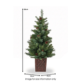 HAZELNUT PINE Porch Tree 4ft Potted from Roseland Furniture