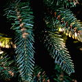 LAURIESTON PINE 6.5ft Tree WWLED from Roseland Furniture