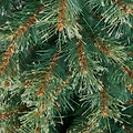 THETFORD FIR 6.5ft Tree from Roseland Furniture