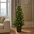 WALNUT PINE Bristle Tree 4.5ft WWLED from Roseland Furniture