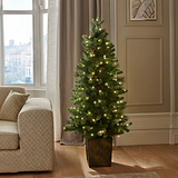 WALNUT PINE Bristle Tree 4.5ft WWLED from Roseland Furniture