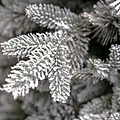 SNOWY WINTERFOLD FIR 6.5ft Tree from Roseland Furniture