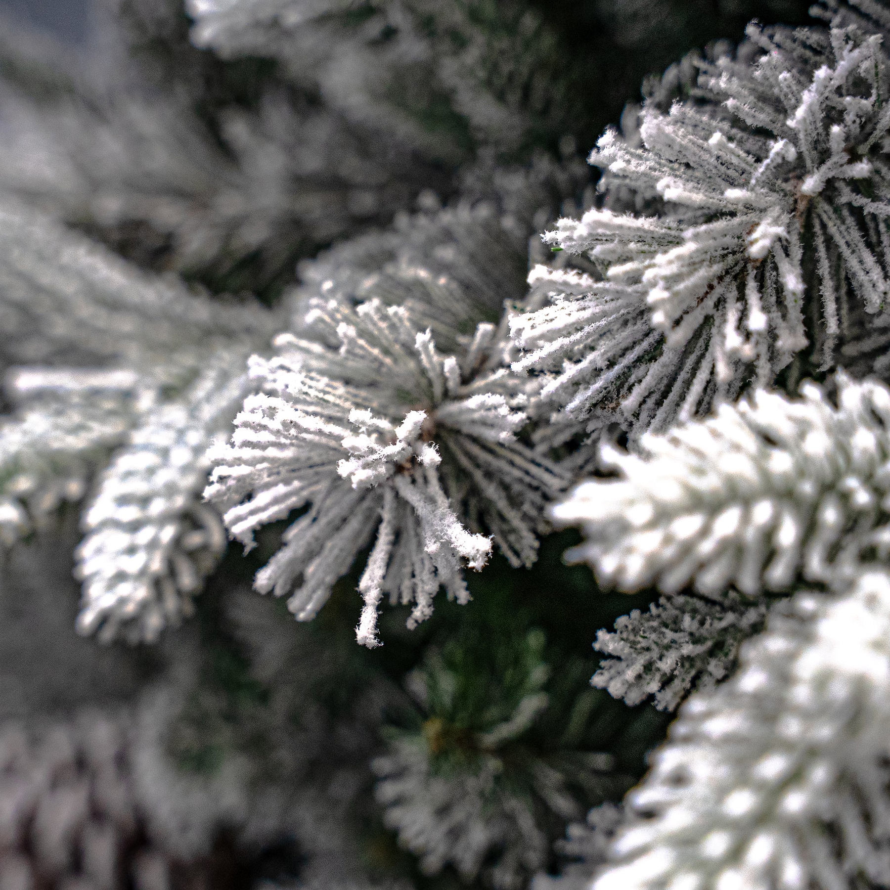 SNOWY WINTERFOLD FIR 6.5ft Tree from Roseland Furniture