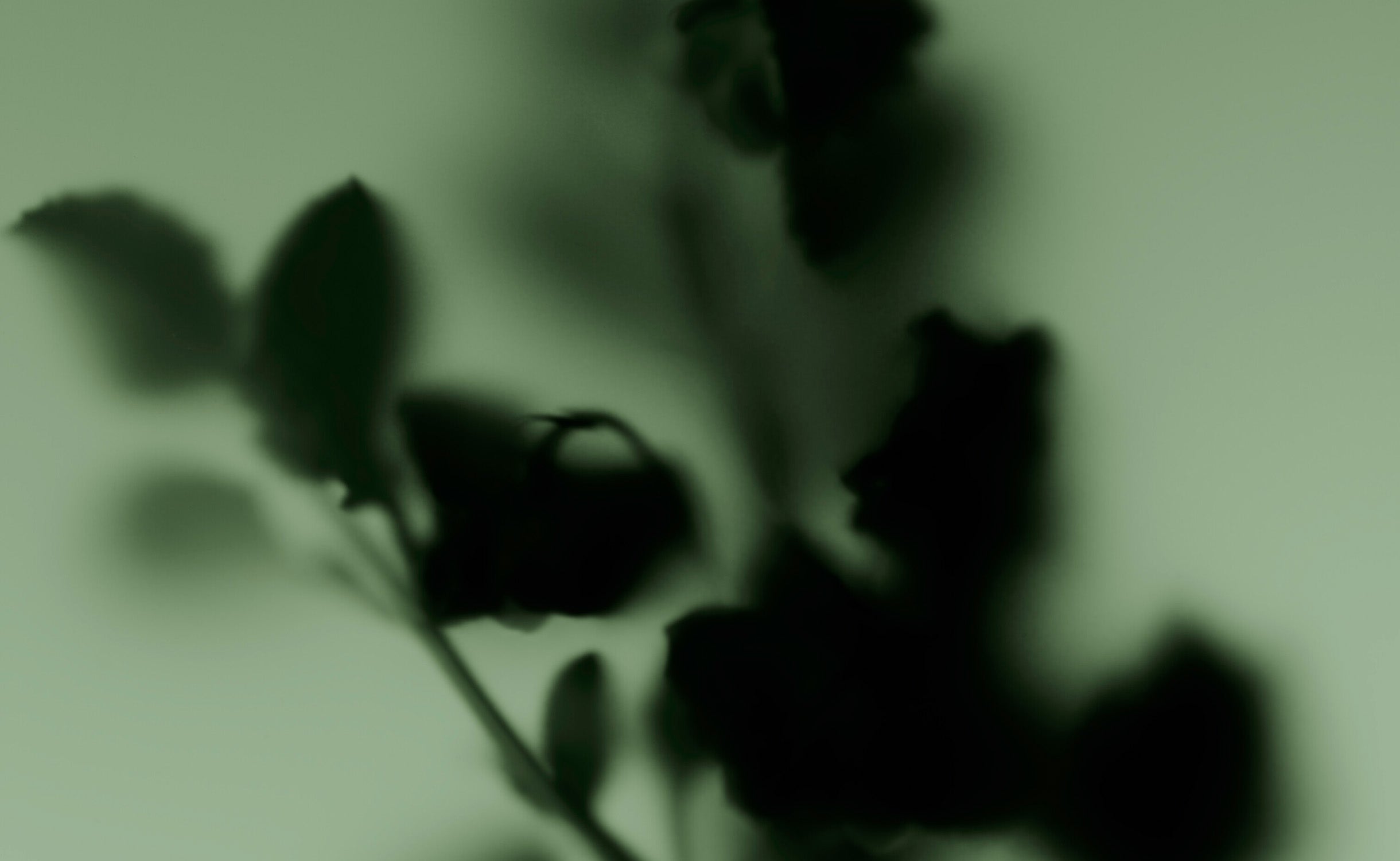 M+ Clary Sage