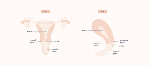 Anatomy of a Vagina