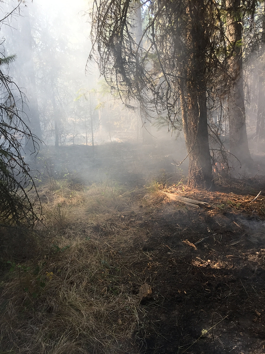 Fire in the forest.