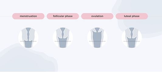 Diagram showing cervix position changes during menstruation, follicular, ovulation, and luteal phases.