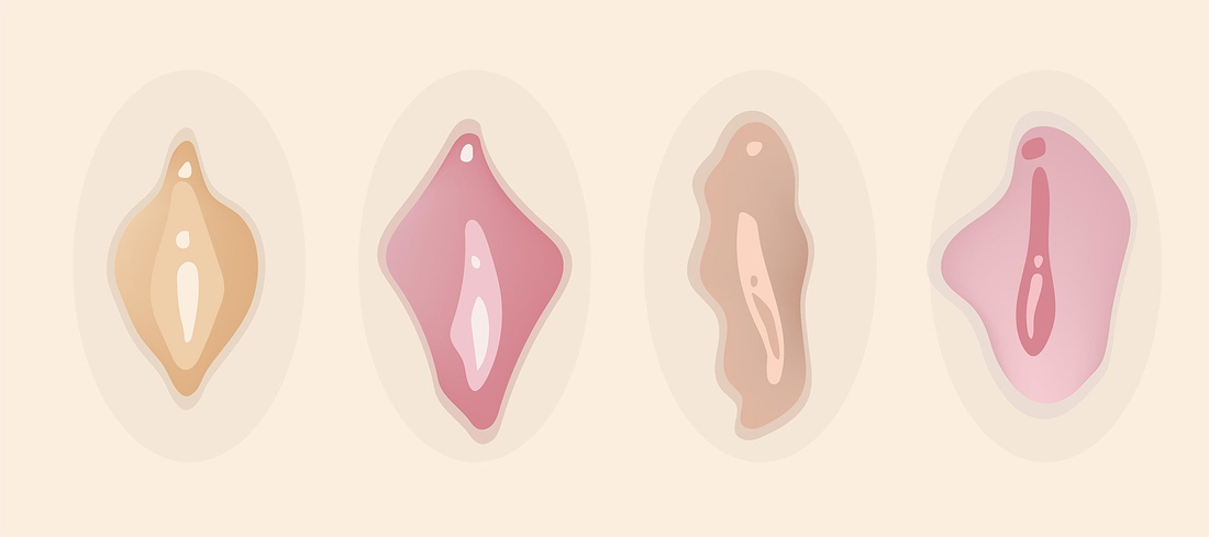 Illustration showing four abstract vulva shapes in different skin tones and forms on a beige background