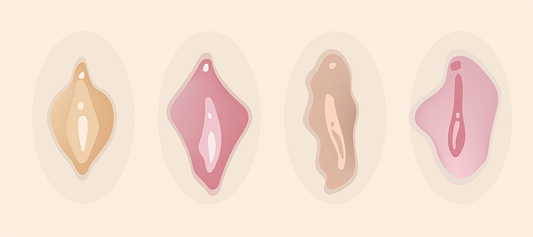 Illustration showing four abstract vulva shapes in different skin tones and forms on a beige background