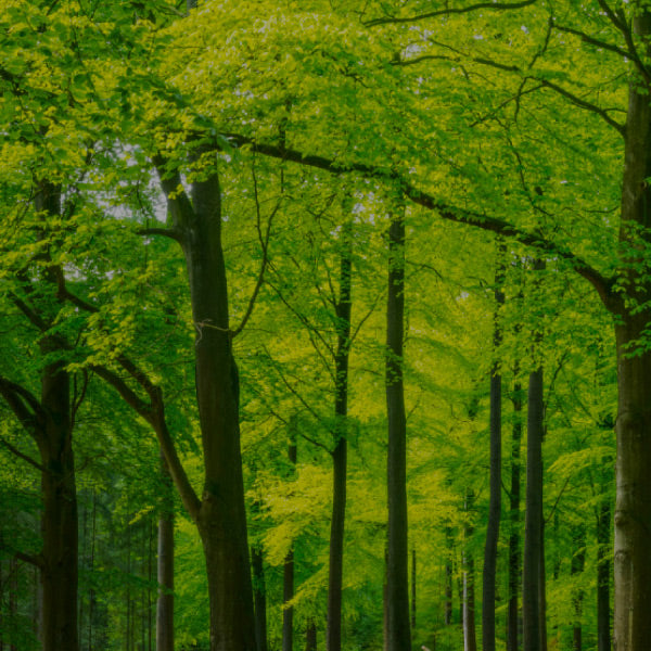 Outside woods landscape of trees with bright green leaves