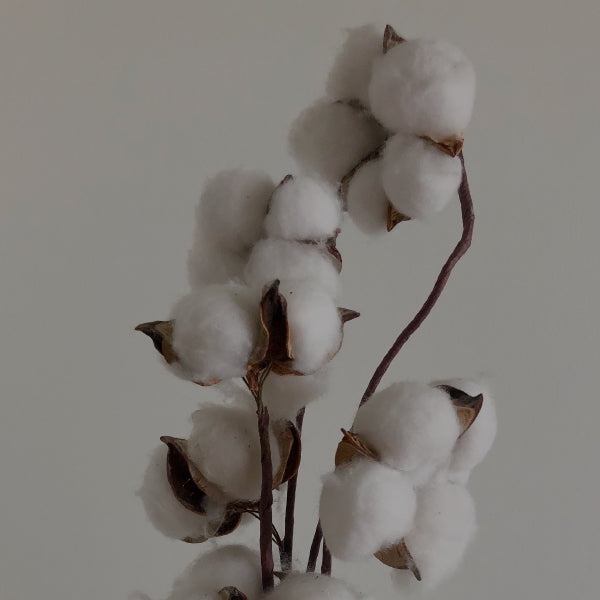 Cotton Plant