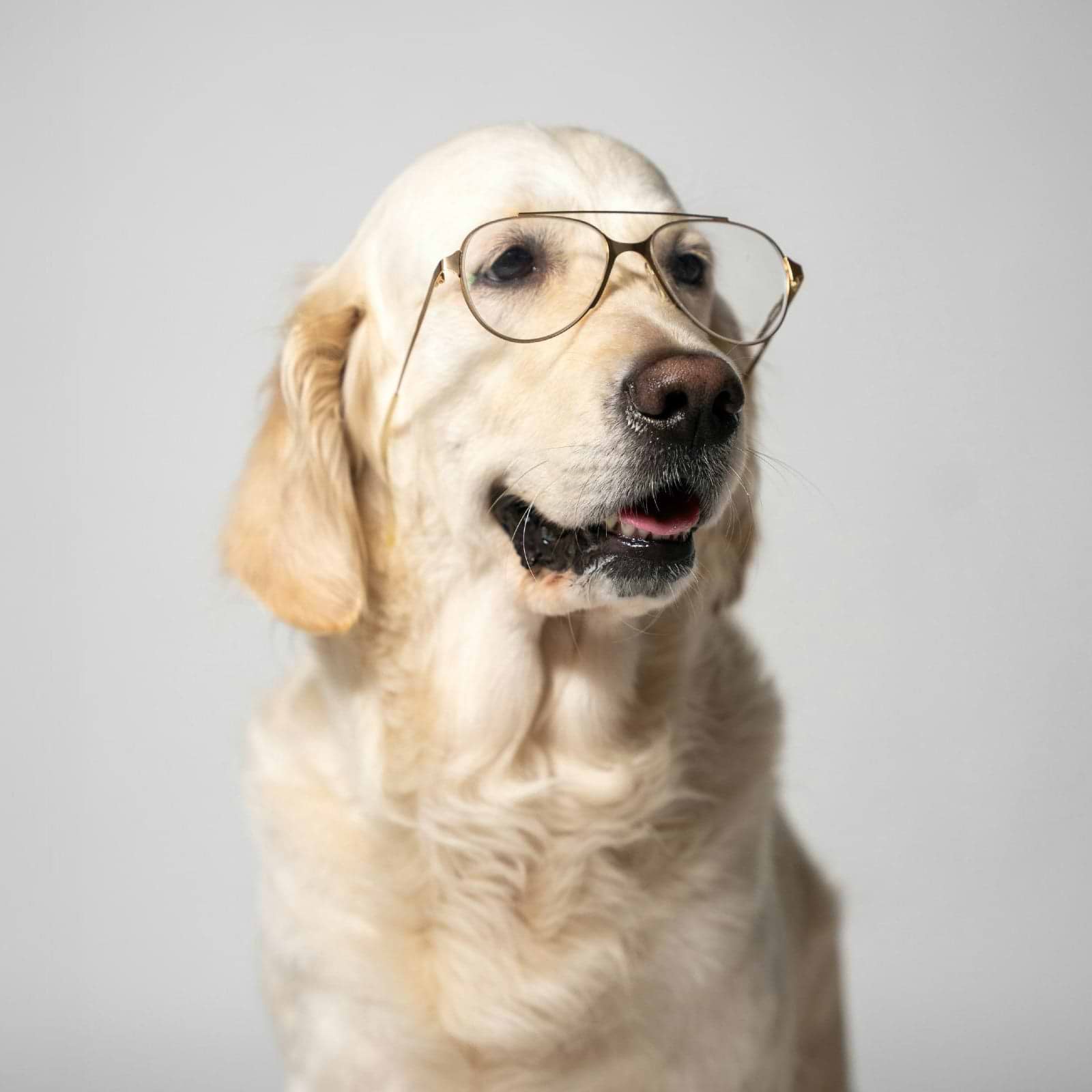 Dog "scientist" who "invented Saalt for pets" shown as a golden retriever wearing wire-rimmed glasses.