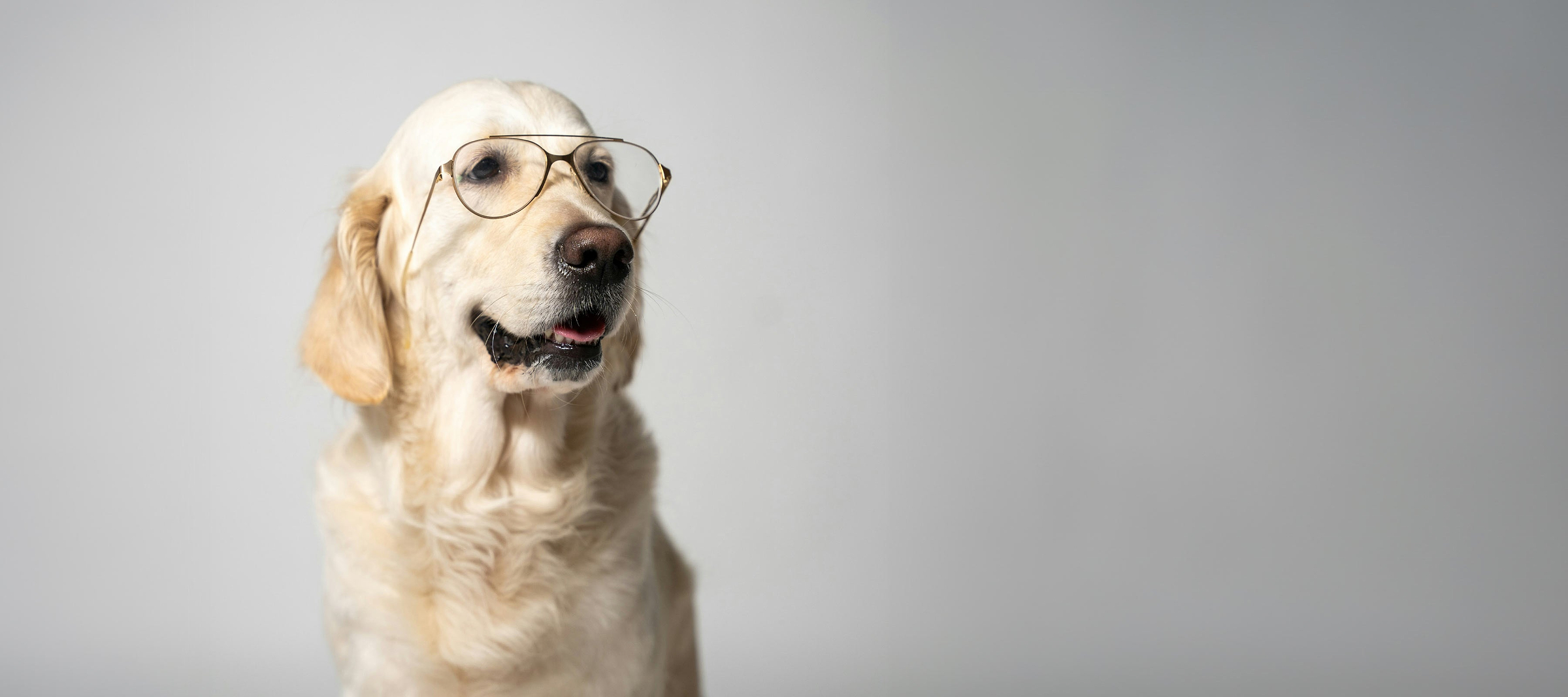 Dog "scientist" who "invented Saalt for pets" shown as a golden retriever wearing wire-rimmed glasses.