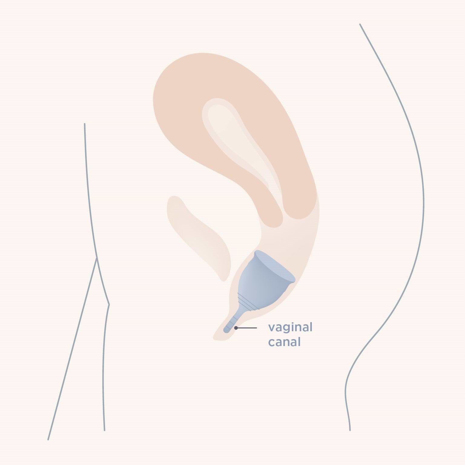Sits in the vaginal canal - Saalt Cup Placement Diagram