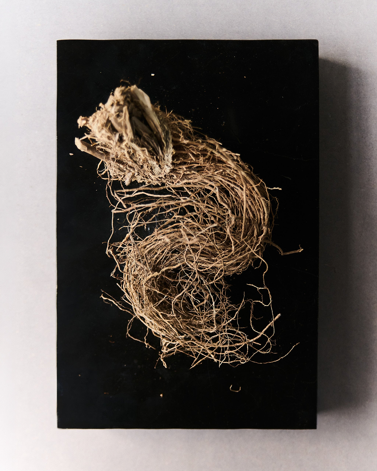 Base note: Vetiver
