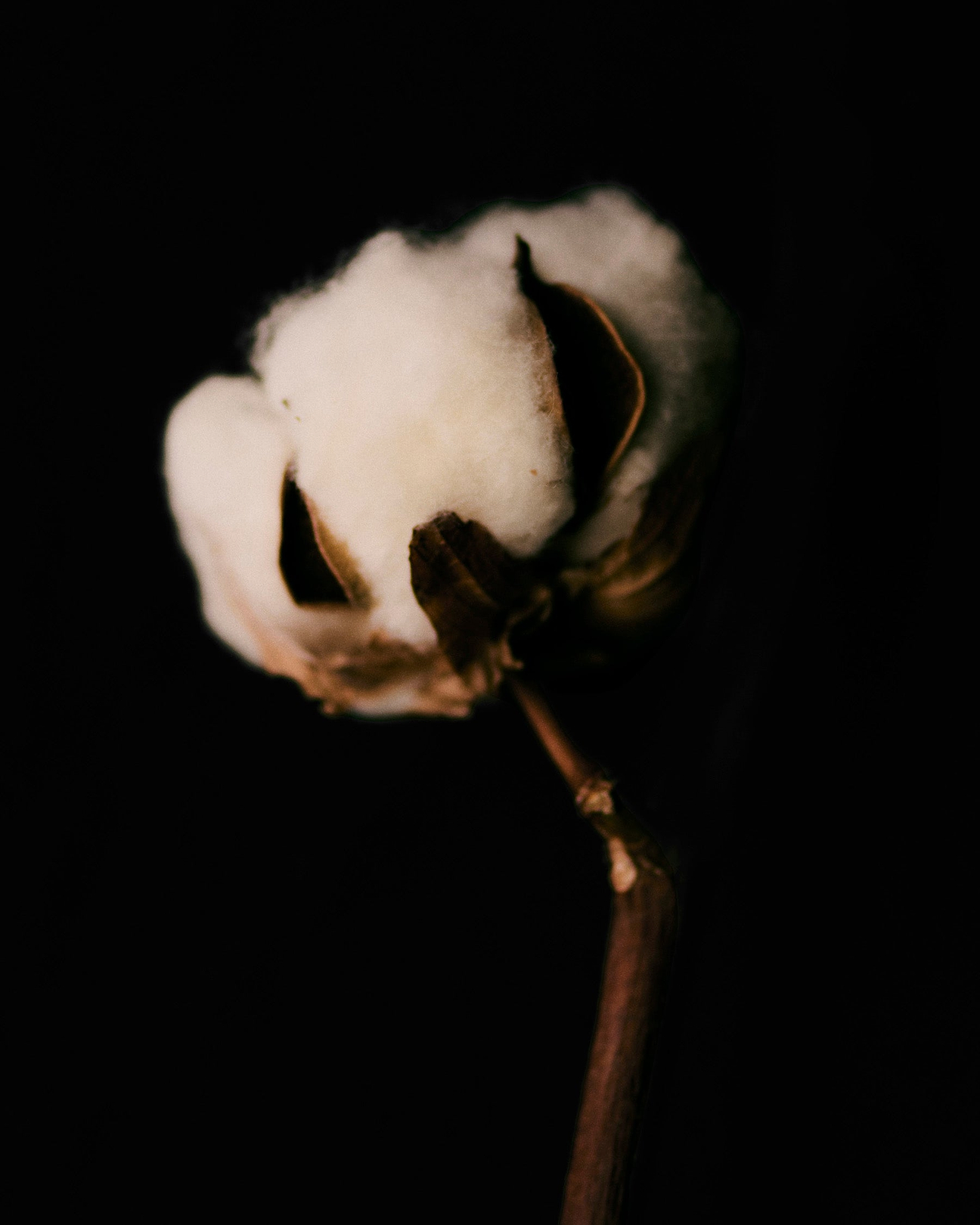 Crisp & Cool Cotton