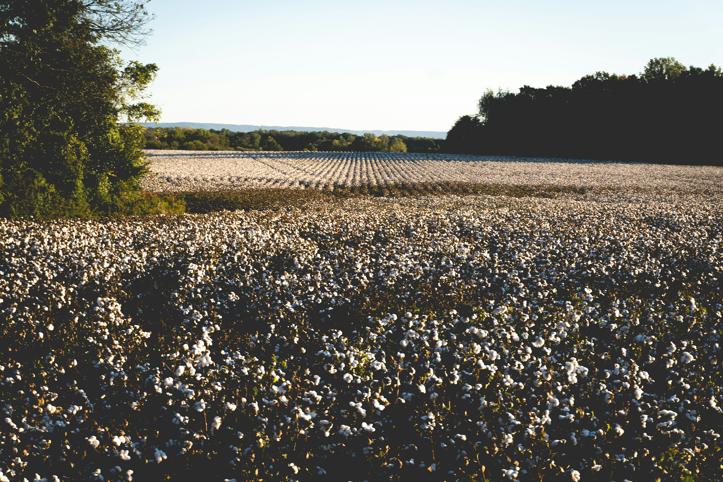 A cotton guide
