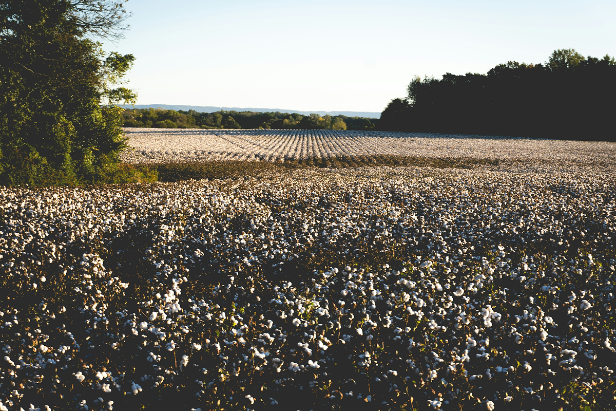A cotton guide