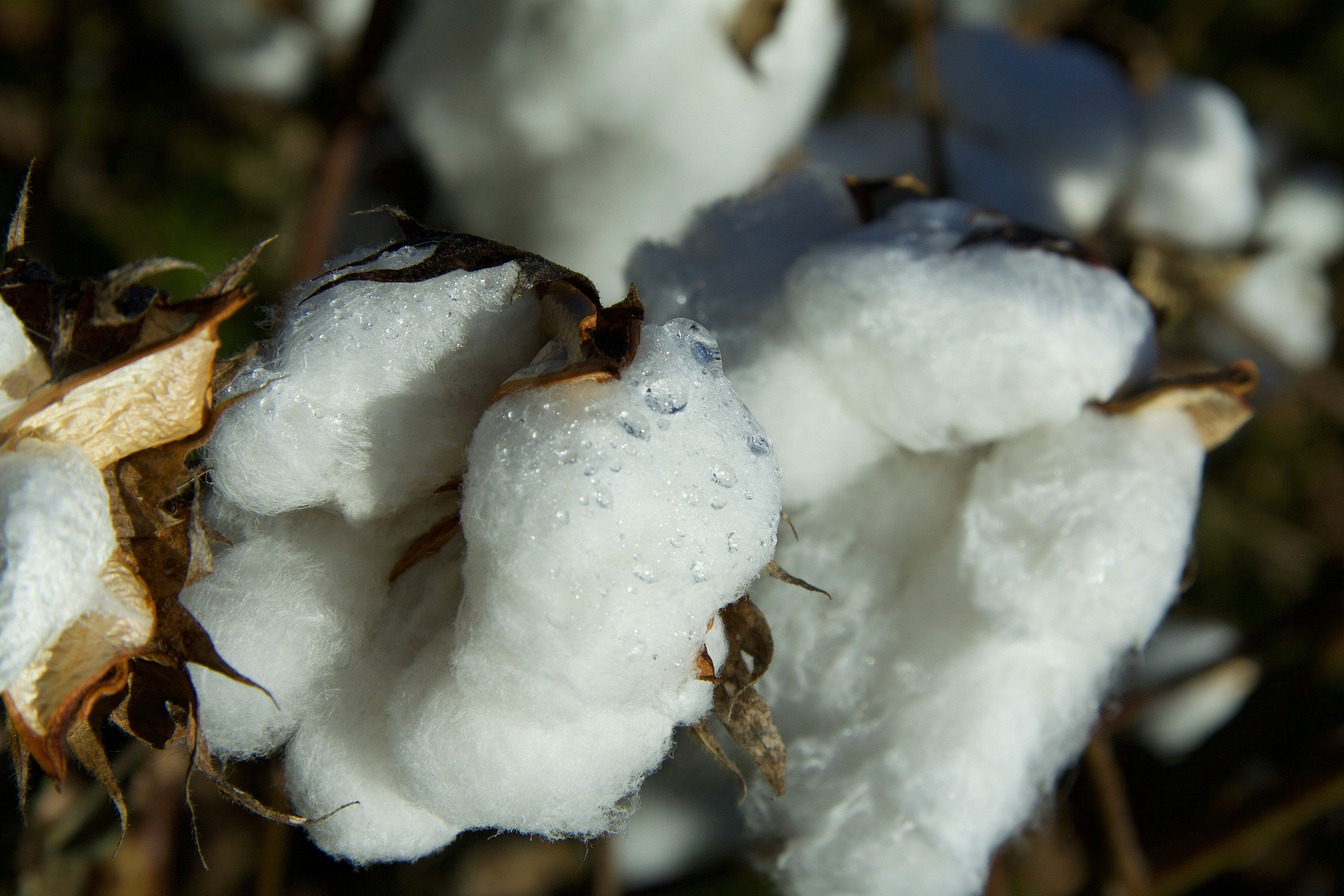 Cotton plant buds with a few rain drops on.