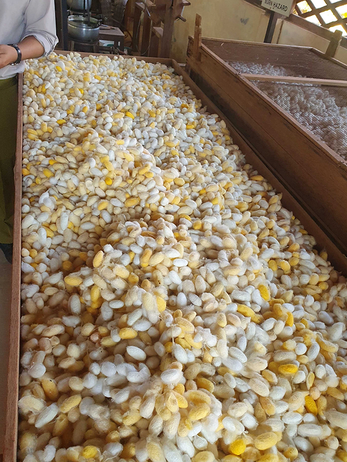 Silkworm cacoons.