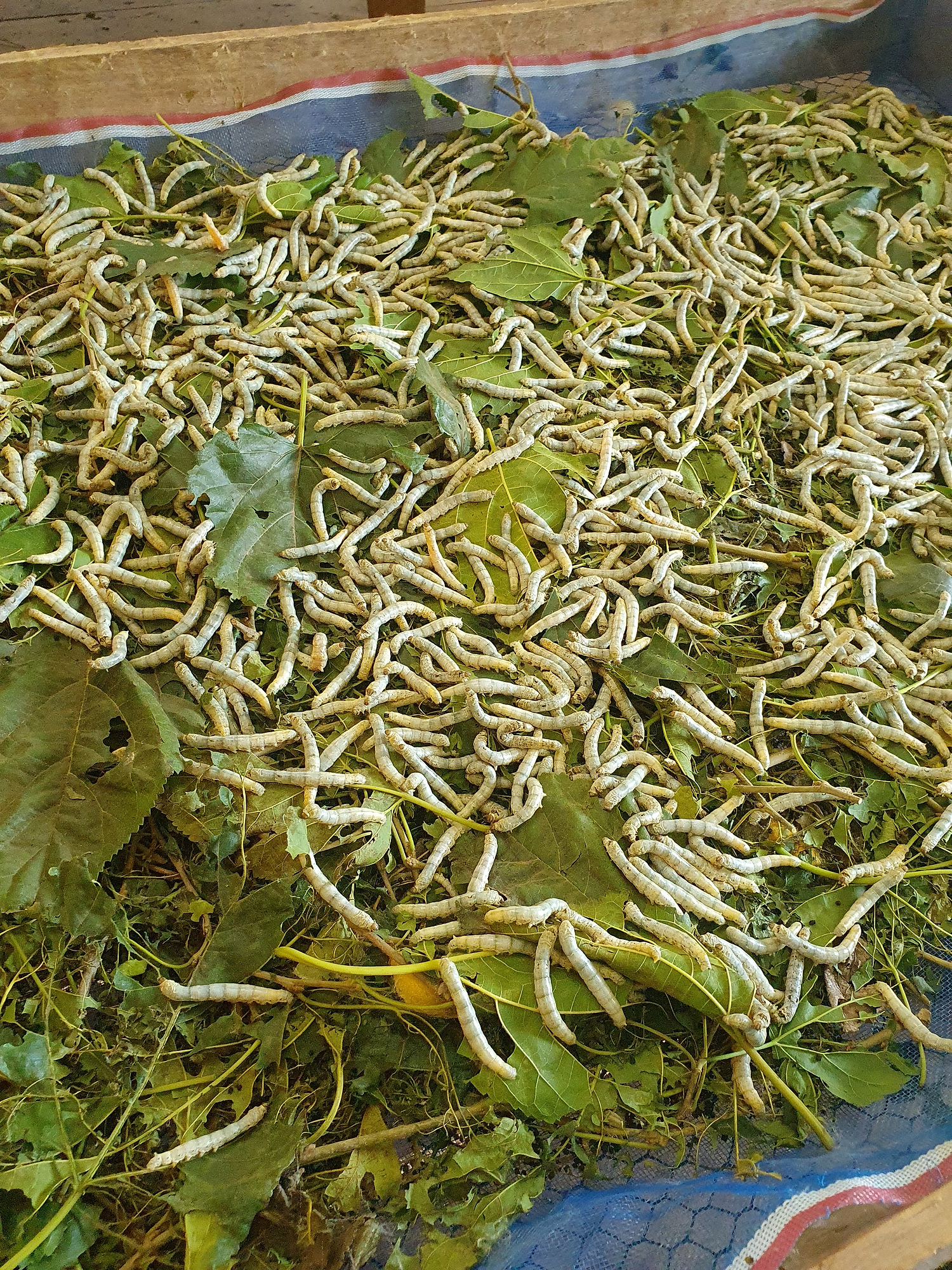 Silkworms on leaves.