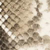 Snake Print Leather