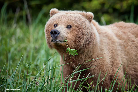 Bear eating Osha root